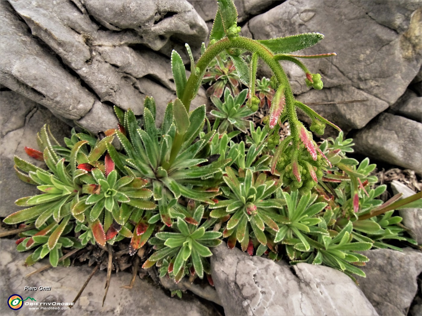 34 Saxifraga hostii ssp.rhaetica.JPG